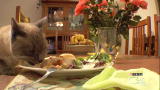 Housecat Housecall: Beau Beau