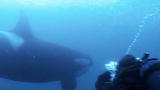 Mutual of Omaha's Wild Kingdom: Researching Orcas