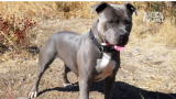 Pit Bulls and Parolees: Debbie Finds a Home