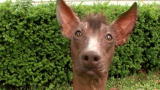 Dogs 101: Rare Breeds (Full Episode)