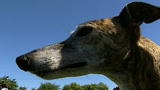 Top 10 Super Dogs: Greyhound