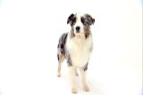 Australian Shepherd