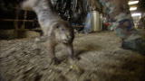 Call of the Wildman: Turtleman vs. Groundhogs