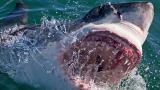 Weird True and Freaky: Cage Diving Shark Attack