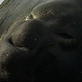 Weird True & Freaky: Elephant Seal