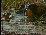 Mutual of Omaha's Wild Kingdom: When Hippos Attack
