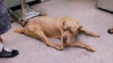 Pit Bulls & Parolees: The Rock