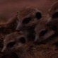 Meerkat Manor: Dangerous Dilemma