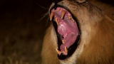 I, Predator: Lion Unwelcome at Dinner