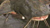 River Monsters: The Elusive Goonch