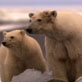 Mutual of Omaha's Wild Kingdom: Slim Pickings for Polar Bears