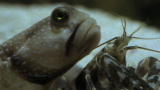 Top 10 Odd Animal Couples: Shrimp & A Goby