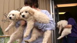 Last Chance Highway: Puppy Parents