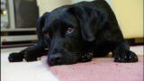 It's Me or the Dog: Lottie