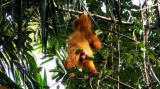 Mutual of Omaha's Wild Kingdom: Uakari Monkey Head Like a Tail