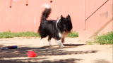 Underdog to Wonderdog: Crazy Chase