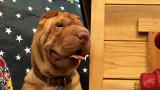 World's Ugliest Dog 2009: Mojo
