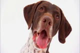 German Shorthaired Pointer