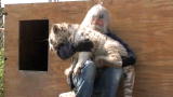 On Animal Planet: The Tiger Next Door