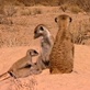 Meerkat Manor: Male Intruder