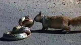 Weird, True & Freaky: Squirrel vs. Snake