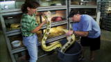 Swamp Wars: Wrangling a Super Python