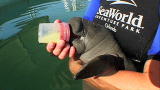 Most Outrageous: Manatee Rescue