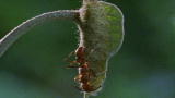 Top 10 Odd Animal Couples: Tree Ants & Caterpillars
