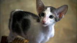 Cats 101: Oriental Bicolor