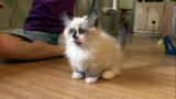 Cats 101: Napolean