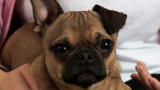 Puppy Bowl VII: Last Year's MVP