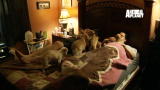 Confessions: Animal Hoarding: Husband or Dogs?