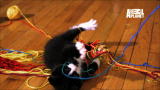 Too Cute!: Slow Motion Playtime for Siberian Kittens