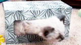 America's Cutest Cat 2010: Trapped in a Tissue Box