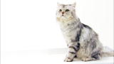 Cats 101: Domestic Longhair