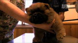 Too Cute!: Chow Chow Checkup
