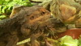 Confessions: Animal Hoarding: 150 Animals and a Bride