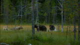 Viking Wilderness: Wolves and Bears Clash