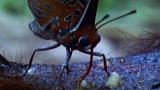 Top 10 Bloodsuckers: Madrilenial Butterfly