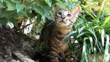 Cats 101: Toyger