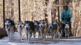 play video on Animal Planet