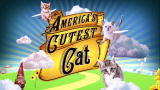 America's Cutest Cat