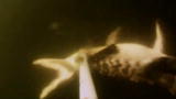 Gator Boys: Underwater Alligator Capture