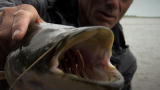 River Monsters: The Monster of the Amur