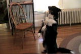 The Zak George Project: Sit Pretty