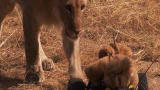 Into the Pride: Playing with Lions
