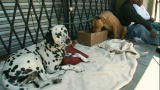 Pit Boss: Homeless Pit Bulls