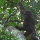 Mutual of Omaha's Wild Kingdom: A Close Encounter With Gorillas