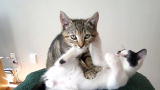 America's Cutest: The Good, The Bad, and The Fuzzy
