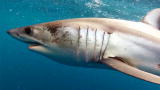 Off the Hook: Extreme Catches: To Catch A Mako